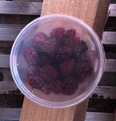 Blackberries Frozen Pint Amos Miller Organic Farm