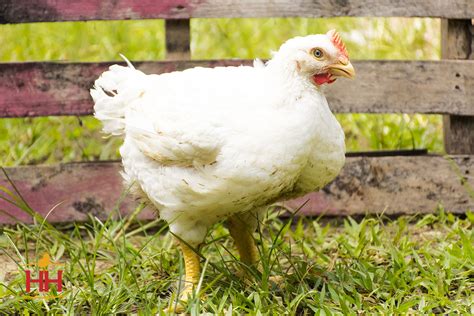 cornish cross chickens store bought chicken  american bresse