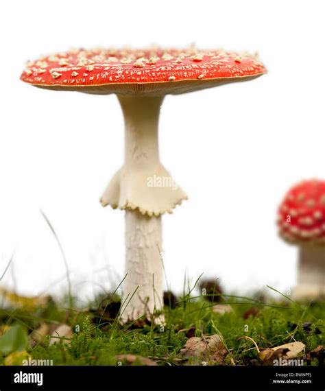 Fly Agaric Or Fly Amanita Mushrooms Amanita Muscaria In Front Of