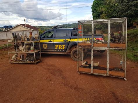 Mais de 100 aves transportadas ilegalmente são resgatadas em