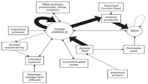 Sources Of Infection And Transmission Of Salmonella Spp In Human And