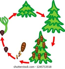 Spruce Tree Life Cycle Stages Growth Stock Vektorgrafik Lizenzfrei