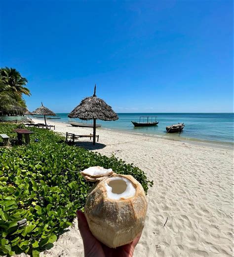 Afro Beach Bungalows Afro Whale Shark Safari Swimming With Whale