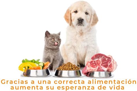 Milo El Gato Que Demuestra Que La Nutrición Es Clave Para Una Vida Sanamascotas Sanas By