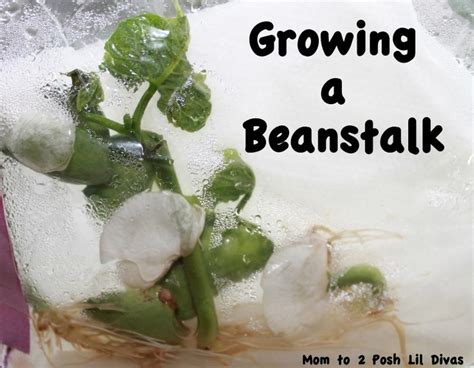 Growing A Beanstalk Preschool Plants And Gardens Pinterest