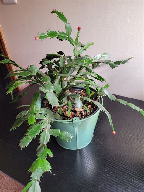 Indoor Plant Tips & Tricks | My Thanksgiving cactus is blooming again