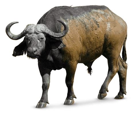 Buffalo With Transparent Background