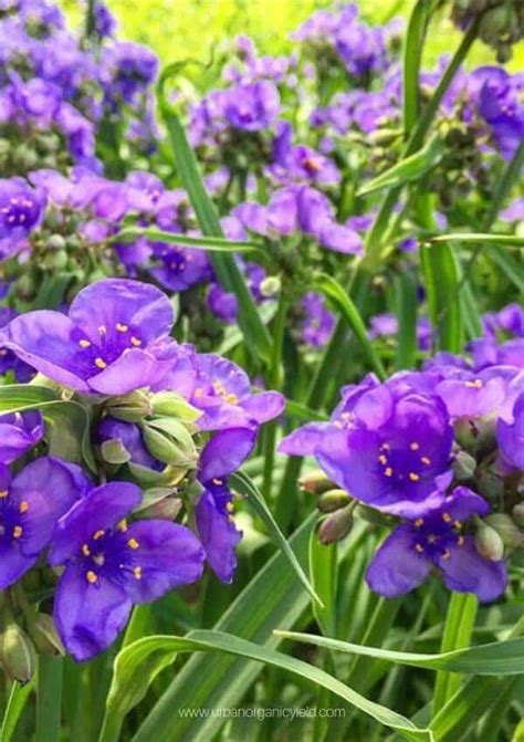 Spiderwort Flowers Perennials Flower Garden Plans Perennials