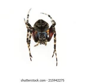 Male Johnsons Jumping Spider Phiddipus Johnsoni Stock Photo