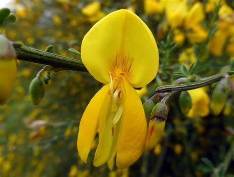 Cytisus scoparius L Link 1822 LEGUMINOSAE Sinónimos Flickr