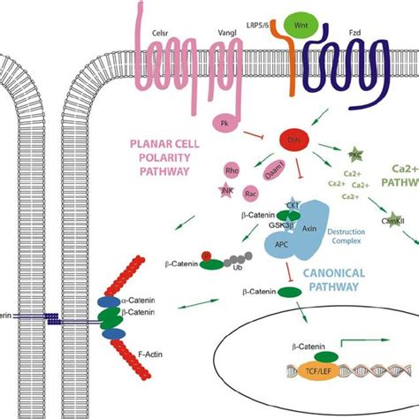 Activation of TCF LEF dependent transcription by S45A β catenin