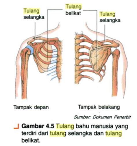 Bentuk Dan Fungsi Tulang Paha Tulang Atas Dan Tulang Kering Varia