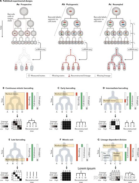 Lineage Tracing Meets Single Cell Omics Opportunities And Challenges