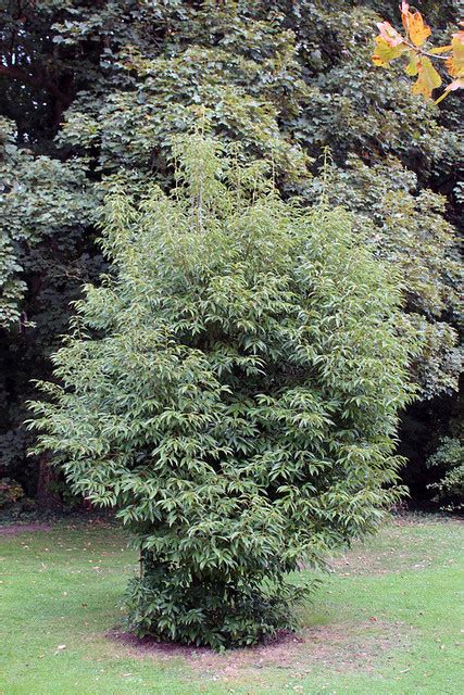 Quercus Glauca Thunb Bg Meise Ruud De Block Flickr