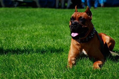 Dog breed German Boxer stock image. Image of summer - 127863725