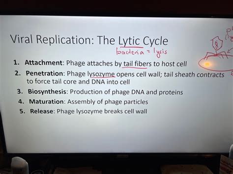 Microbiology Ch 13 Flashcards Quizlet