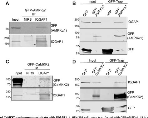 Figure From Iqgap Binds Ampk And Is Required For Maximum Ampk