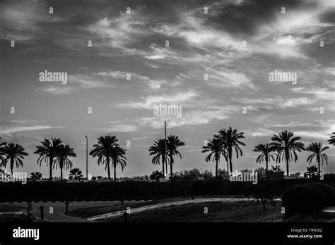 Landscape With Palm Trees Sunset Silhouette Egyptsharm El Sheikh