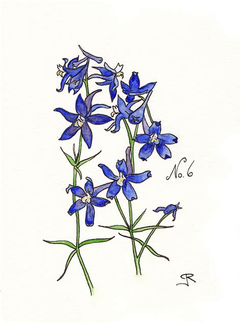 41 Best Colorado Wildflowers Images On Pinterest Colorado Wildflowers