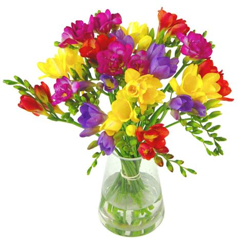 Scented Freesia Freesia Flowers Delivered In The Uk By Clare Florist