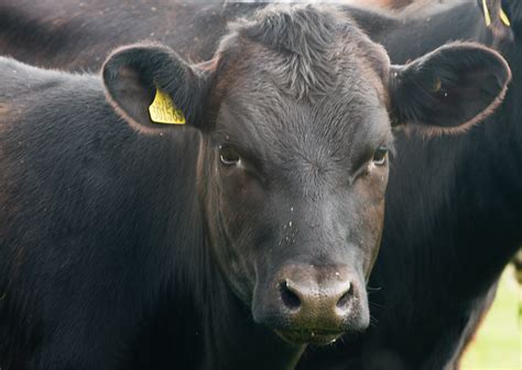 Angry Cow Had A Nasty Run In With An Agro Herd Of Cows Whi Flickr