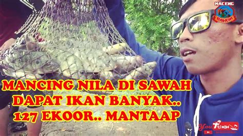 Ngak Nyangka MANCING NILA DI SAWAH Dapat Ikan 127 Ekor Mantap YouTube