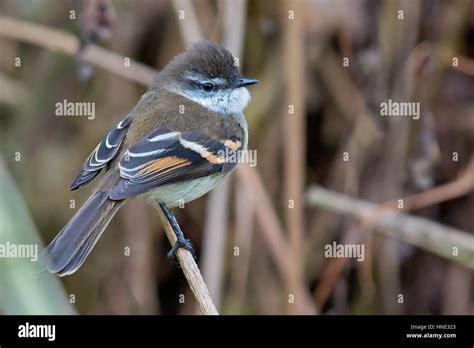 White Throated Tyrannulet Mecocerculus Leucophrys Pnn Los Nevados