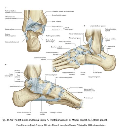 Anatomy Of The Lower Leg Ankle And Foot Musculoskeletal Key