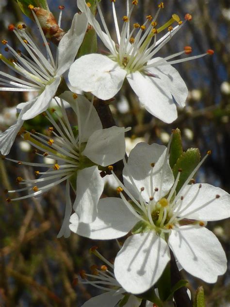 Blackthorn | Flower photos, Natural world, Nature