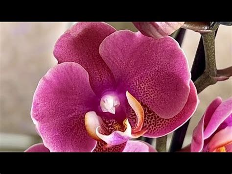 Орхидея Ханни - прекрасная принцесса) - YouTube