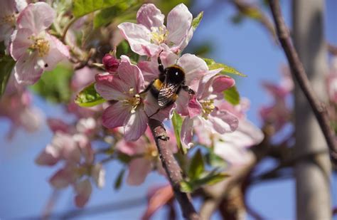 Maak Van Je Tuin Een Bijenparadijs Dorpskamer Nigtevecht