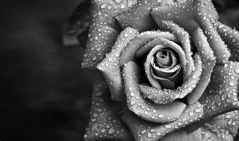 Gray Ribbon Rose by Sixthcrusifix on DeviantArt