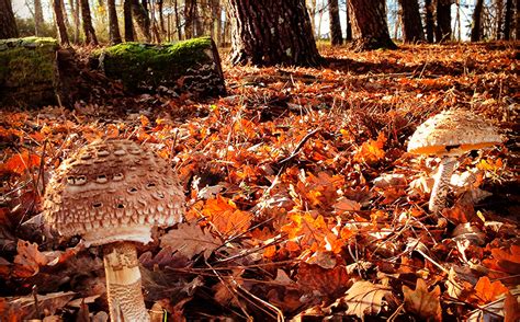 Los Bosques M S Impactantes Del Mundo El Blog Oficial De Universidad