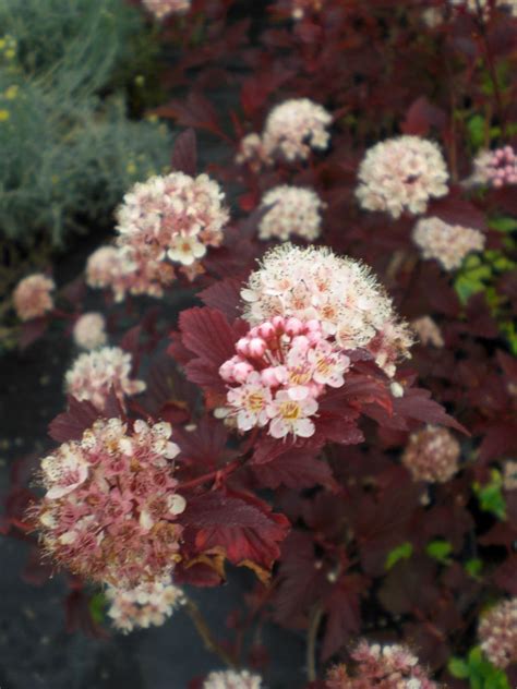 Physocarpus Opulifolius Diabolo Pbr Agm