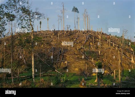 Bosques Tropicales De Deforestacion Fotograf As E Im Genes De Alta