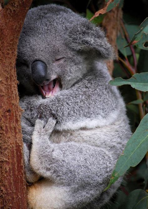 Cute koala : r/aww