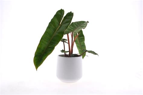 Kamerplant Van Botanicly Philodendron Bilietiae Hoogte 25 Cm Bol