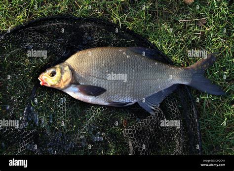 Large Common Bream Stock Photo: 65426499 - Alamy