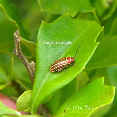 Coleoptera Beetles Central Florida Critter Of The Day Page 4