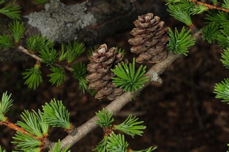 Larix Gmelinii Pinaceae Image At Phytoimages Siu Edu