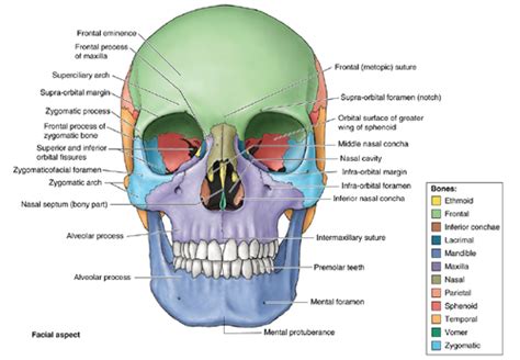 ANAT THE SKULL Flashcards Quizlet