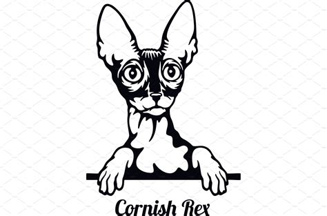 Cornish Rex Cat Cat Breed Cat Pre Designed Vector Graphics