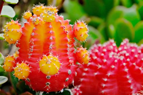 Cactus Succulent Flower - Free photo on Pixabay - Pixabay