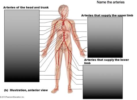 Diagram Of Arteries Of Upper Limb Diagram Quizlet Sexiz Pix