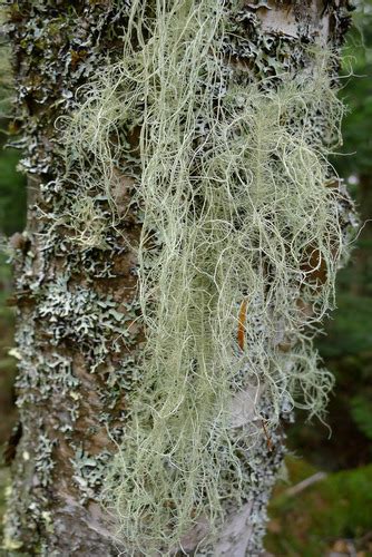 Lichens Bryophytes Flashcards Quizlet