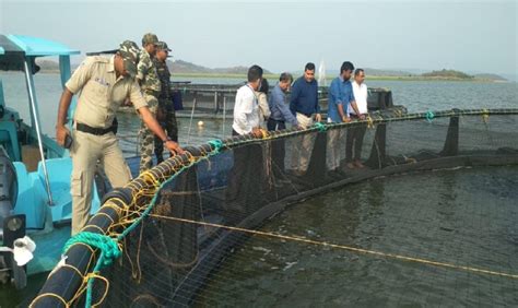 Cage Culture Fish Farming Fish Farming New Technique Seafood Of India