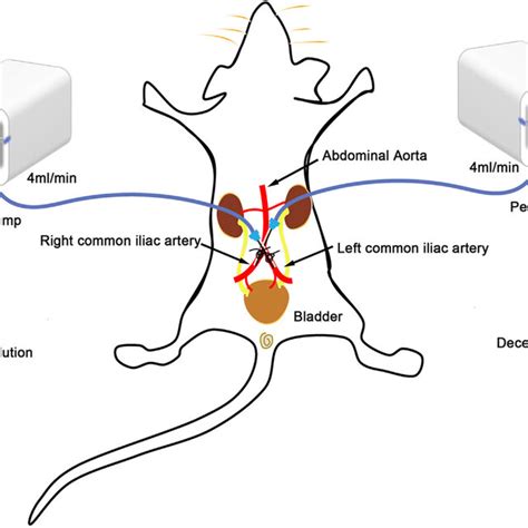 Schematic Diagram Of A Rat Decellularized Bladder Prepared By