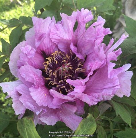 Rockii Hybrid Tree Peony Paeonia Angel Emily In The Peonies