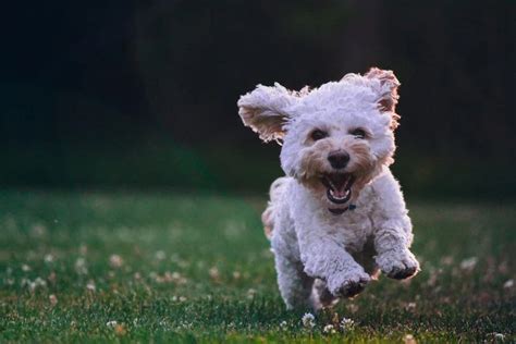 Residencia Y Guardería Para Perros En Madrid Updog