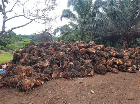 Tips Memelihara Kelapa Sawit Agar Berbuah Melimpah Petani Wajib Tahu